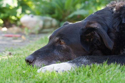 Lovely old black and white dog lies on the grass waiting to be taken for a walk.