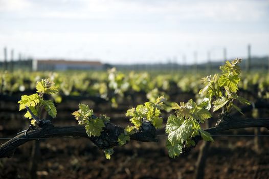 A closeup of grapevines beginning to show early spring growth and leaves at a large vineyard.