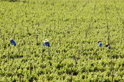 A picture of a vineyard full of grapevines, and a few workers walking among the vines, harvesting grapes.