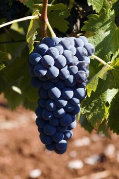 A closeup up view of a bunch of deep blue, ripe and juicy grapes, still on the vine and ready for picking.