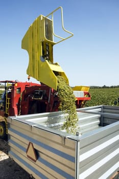 Harvesting machinery in vineyard pouring grapes into metal container