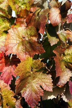 A closeup of the leaves on grapevines in autumn, a mixture of green and magenta.