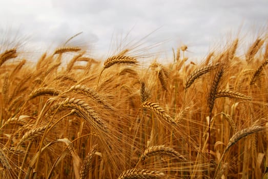 Golden wheat growing in a farm field, closeup on ears