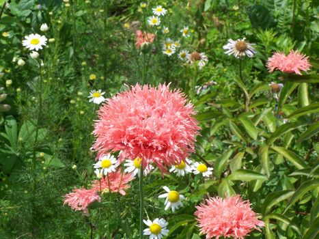 Close up of the pink carnation blossom.