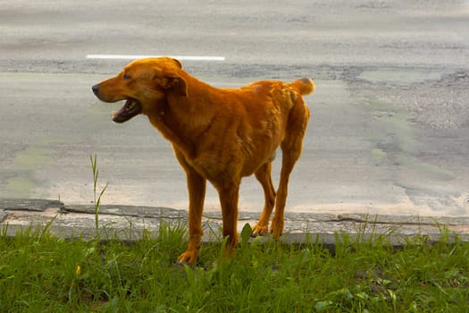 Stray dog in an empty city street