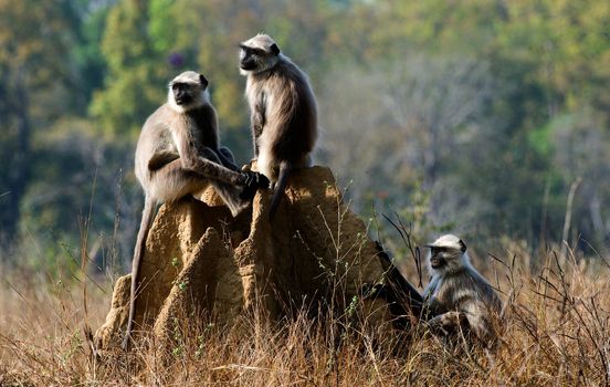 Langurs involved in mock fighting in Kanha Tiger Reserve.