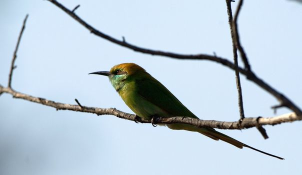 Green Bee eater, Merops orientalis, at Fort Bandhavgarh, Madya Pradesh, India.