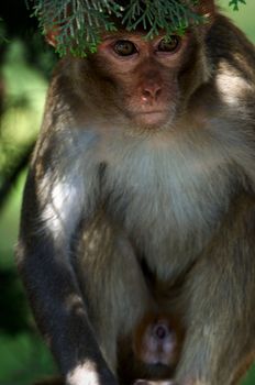 rhesus monkey, rhesus macacque (Macaca mulatta), sitting on a tree, India,Kanha  National Park