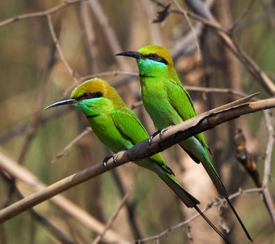 Green Beeeaters, Merops orientalis, at Fort Bandhavgarh, Madya Pradesh, India.WILD.