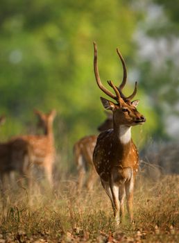 Male Axis or Spotted Deer (Axis axis) INDIA Kanha National Park