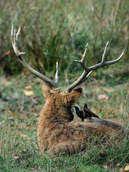 Inform.A Swamp Deer or Barasingha (Rucervus duvaucelii) and two yellow-billed oxpeckers. Kanha National Park.