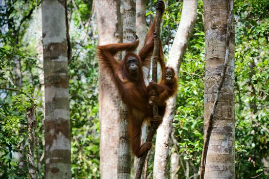 Female of the orangutan with a cub. The female of the orangutan with a cub hangs on a liana in rainforest of Borneo.