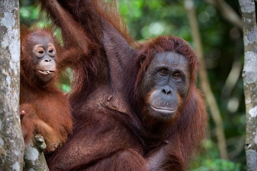 Portrait of largely mum-orangutan with a cub against green leaves.