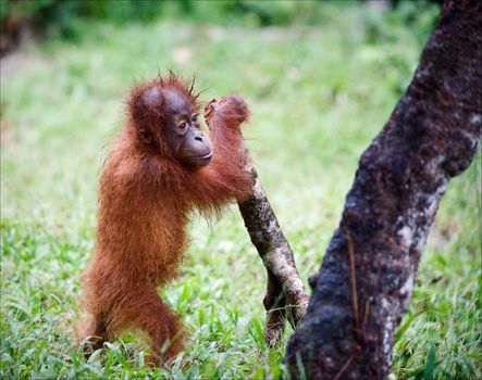 The kid plays. The cub of the orangutan with enthusiasm plays with a branch of a tree against a green grass