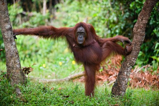 The female of the orangutan poses, having accepted a pose between trees. A green background of wood.