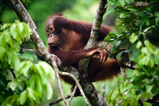 The thoughtful kid. The cub of the orangutan sits on a branch of a tree and in meditations has propped up a head a hand.