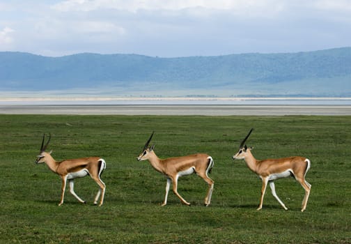 Three gazelles of the grandee synchronously go on a green grass against a mountain landscape.