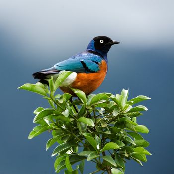SUPERB STARLING.The orange-blue bird sits on a green branch on brightly dark blue background. 