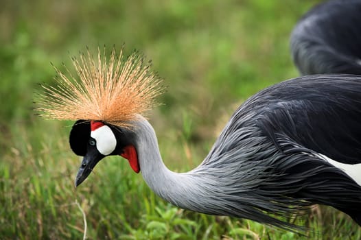 The beautiful crowned crane bends down and  brightly green grass. A crowned crane.