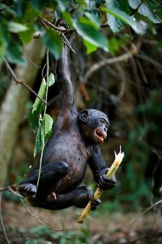 The kid of a chimpanzee bonobo frolics and shakes on a tree branch, having clamped in a paw a food piece.