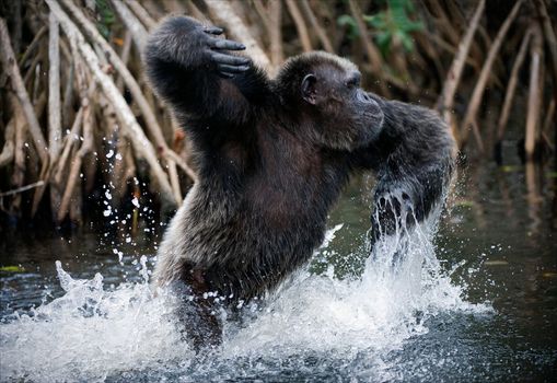 Chimpanzee in water. The male of a chimpanzee runs on water and splashes with water.