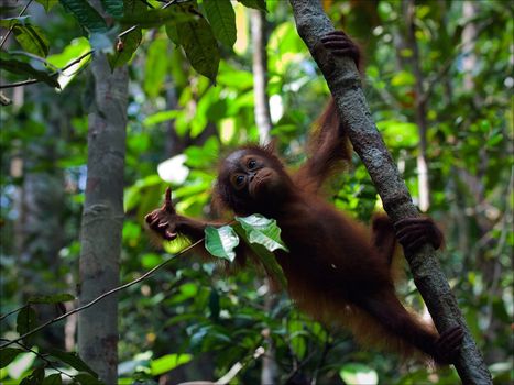 Cub of the orangutan on a branch. The kid of the orangutan, hanging on a branch on one hand, other hand tries to keep step with a leaflet.