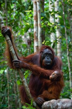 Female of the orangutan with a cub. The female of the orangutan with a cub hangs on a liana in rainforest of Borneo.