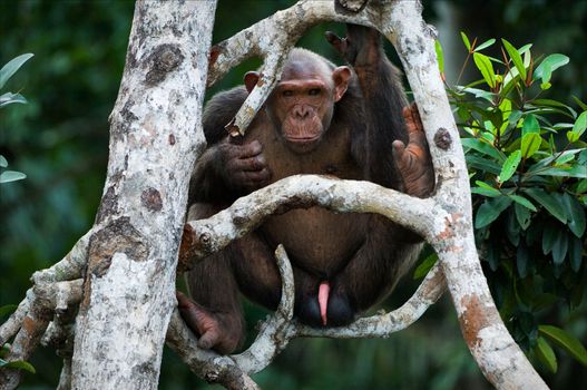 Chimpanzee on a tree. The wild male of a chimpanzee sits on branches of a tree and attentively looks. On a background greens of jungle.