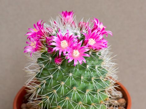 Cactus with small red flowers (Mammillaria).

