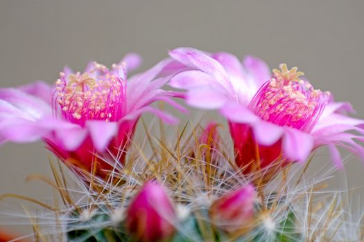 Cactus flowers by two large pink flowers.