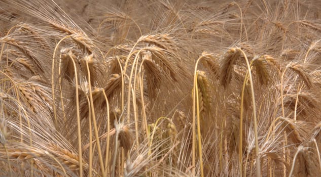 ripe barley field detail