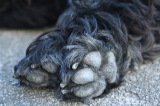 Paws of a cairn terrier