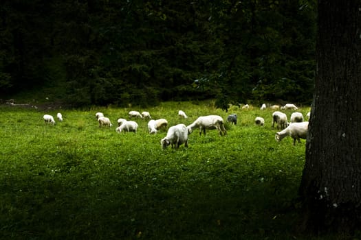 Grazing sheeps.