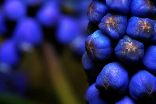 Blue Muscari