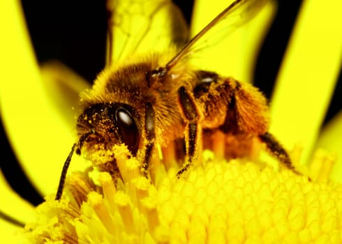 Bee