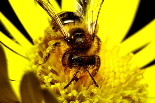 Bee