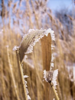 A reed in winter