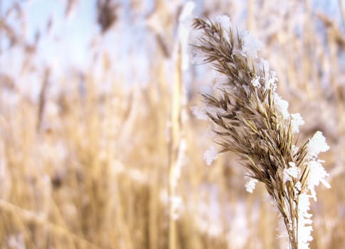 A reed in winter