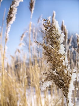 A reed in winter