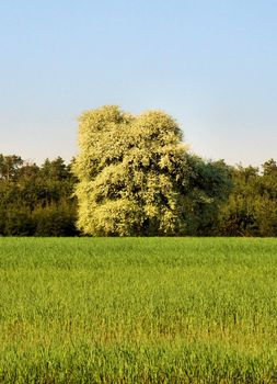 A lonely tree