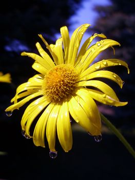 A yellow flower