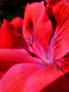 A red flower