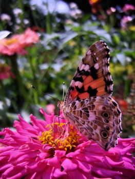 Butterfly on a flower