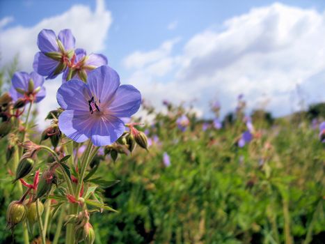 A flower