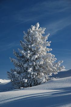 A lonely fir, in the middle of the snow, covered by snow in winter. The scene takes place in pyrenees, mountains in France, during the winter holidays. The sun is shining and in the background we can see the blue sky.