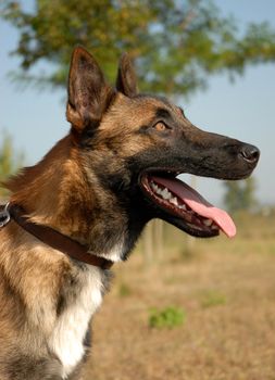 portrait of a malinois