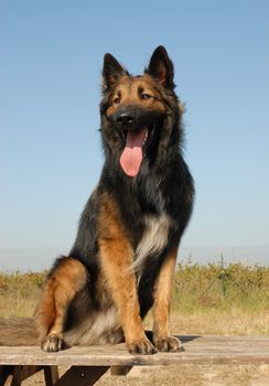 beautiful purebred belgian shepherd tervuren sitting on a table