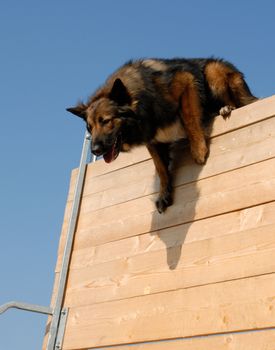 beautiful purebred belgian shepherd tervuren in a jump of competition