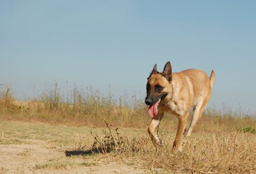 beautiful running young purebred belgian shepherd malinois