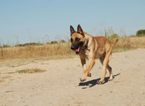 beautiful running young purebred belgian shepherd malinois